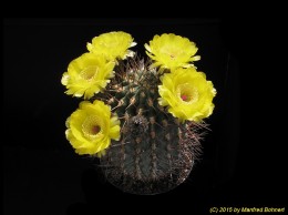 Acanthocalycium thioni v. copiapoides 1366 IMG 4665